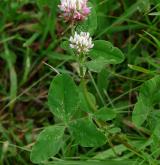 jetel zvrhlý <i>(Trifolium hybridum)</i> / Habitus