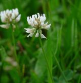jetel plazivý <i>(Trifolium repens)</i> / Květ/Květenství