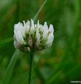 jetel plazivý <i>(Trifolium repens)</i> / Květ/Květenství