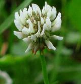 jetel plazivý <i>(Trifolium repens)</i> / Květ/Květenství
