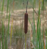 orobinec širolistý <i>(Typha latifolia)</i>