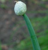 cibule zimní <i>(Allium fistulosum)</i> / Ostatní
