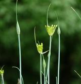 česnek žlutý <i>(Allium flavum)</i> / Květ/Květenství