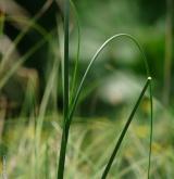 česnek žlutý <i>(Allium flavum)</i> / List