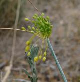 česnek žlutý <i>(Allium flavum)</i> / Květ/Květenství