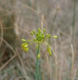 česnek žlutý <i>(Allium flavum)</i> / Květ/Květenství
