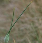 česnek žlutý <i>(Allium flavum)</i> / List