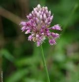 česnek viničný <i>(Allium vineale)</i> / Květ/Květenství