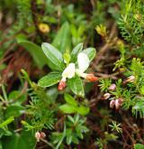  zimostrázek alpský <i>(Polygala chamaebuxus)</i> / Habitus
