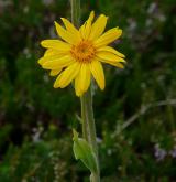 prha arnika <i>(Arnica montana)</i> / Květ/Květenství
