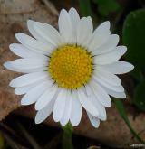 sedmikráska obecná <i>(Bellis perennis)</i> / Květ/Květenství