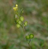 dvojštítek hladkoplodý <i>(Biscutella laevigata)</i> / Plod