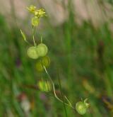 dvojštítek hladkoplodý <i>(Biscutella laevigata)</i> / Plod