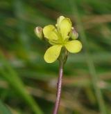 dvojštítek hladkoplodý <i>(Biscutella laevigata)</i> / Květ/Květenství