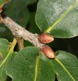 dub Hartwissův <i>(Quercus hartwissiana)</i> / Větve a pupeny