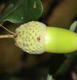 dub Hartwissův <i>(Quercus hartwissiana)</i> / Plod