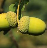 dub Hartwissův <i>(Quercus hartwissiana)</i> / Plod