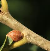 dub Hartwissův <i>(Quercus hartwissiana)</i> / Větve a pupeny