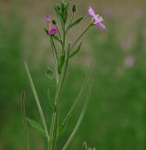 vrbovka chlupatá <i>(Epilobium hirsutum)</i> / Habitus
