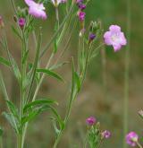 vrbovka chlupatá <i>(Epilobium hirsutum)</i> / Habitus