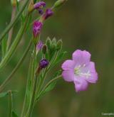 vrbovka chlupatá <i>(Epilobium hirsutum)</i> / Květ/Květenství