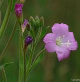 vrbovka chlupatá <i>(Epilobium hirsutum)</i> / Květ/Květenství
