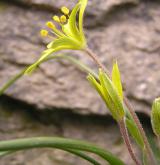 křivatec rolní <i>(Gagea villosa)</i> / Květ/Květenství