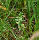 sivěnka přímořská <i>(Glaux maritima)</i> / Habitus