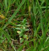 sivěnka přímořská <i>(Glaux maritima)</i> / Habitus