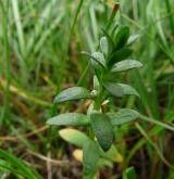 sivěnka přímořská <i>(Glaux maritima)</i> / Habitus