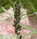 protěž norská <i>(Gnaphalium norvegicum)</i> / Habitus