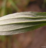 protěž norská <i>(Gnaphalium norvegicum)</i> / List