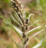 protěž norská <i>(Gnaphalium norvegicum)</i> / Květ/Květenství