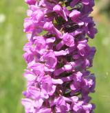 pětiprstka hustokvětá <i>(Gymnadenia densiflora)</i> / Květ/Květenství
