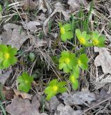 hvězdnatec zubatý <i>(Hacquetia epipactis)</i> / Habitus