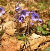 jaterník podléška <i>(Hepatica nobilis)</i> / Habitus