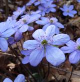 jaterník podléška <i>(Hepatica nobilis)</i> / Květ/Květenství