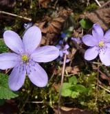 jaterník podléška <i>(Hepatica nobilis)</i> / Květ/Květenství
