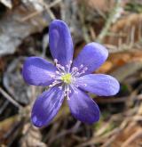 jaterník podléška <i>(Hepatica nobilis)</i> / Květ/Květenství