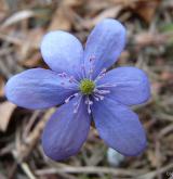 jaterník podléška <i>(Hepatica nobilis)</i> / Květ/Květenství