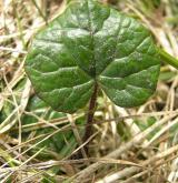 podbělice alpská <i>(Homogyne alpina)</i>