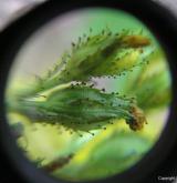 třezalka horská <i>(Hypericum montanum)</i> / Květ/Květenství