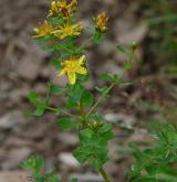 třezalka tečkovaná <i>(Hypericum perforatum)</i> / Habitus