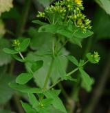 třezalka čtyřkřídlá <i>(Hypericum tetrapterum)</i> / Habitus