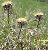 pupava obecná <i>(Carlina vulgaris)</i> / Habitus