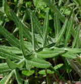 pcháč bělohlavý <i>(Cirsium eriophorum)</i> / List