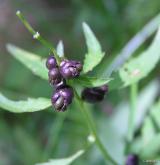 kyčelnice cibulkonosná <i>(Dentaria bulbifera)</i> / Plod
