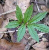 kyčelnice cibulkonosná <i>(Dentaria bulbifera)</i> / List