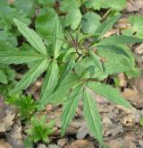 kyčelnice cibulkonosná <i>(Dentaria bulbifera)</i> / Habitus