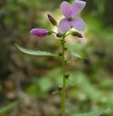 kyčelnice cibulkonosná <i>(Dentaria bulbifera)</i> / Květ/Květenství